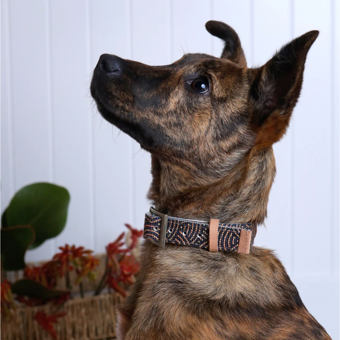 OUTBACK TAILS LEATHER COLLAR